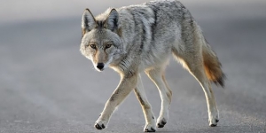 Coyote aggredisce e morde 5 runner texani