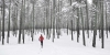 L’incanto di correre sulla neve fresca