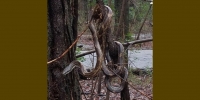 Il Ratsnake: sarà innocuo, però...